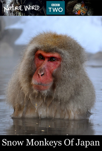 Snow Monkeys of Japan