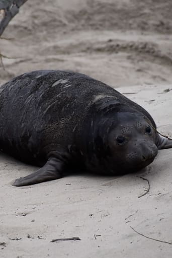 Beach Lumps Forever