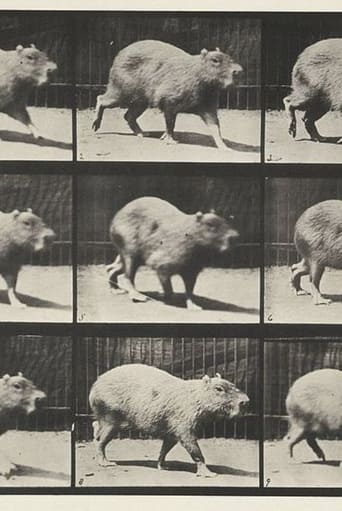 Capybara Walking