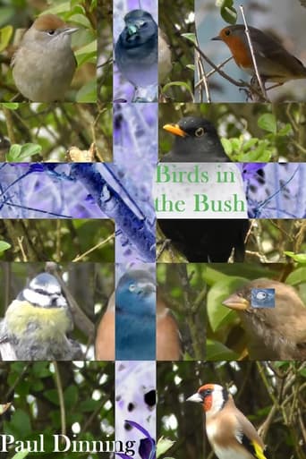 Birds in the Bush