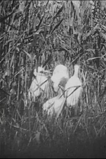 Egrets