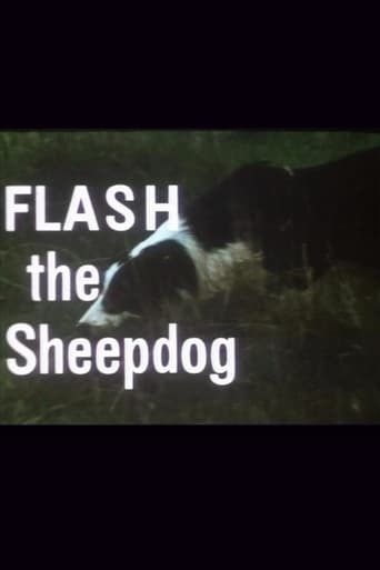 Flash the Sheepdog