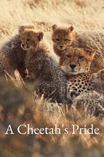 A Cheetah's Pride