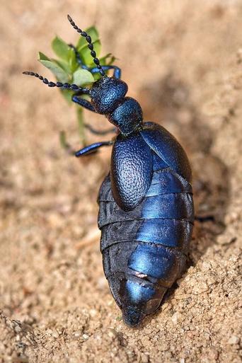 Fabulous Insects - Beetles