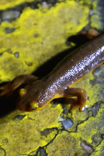 The Chileno Valley Newt Brigade