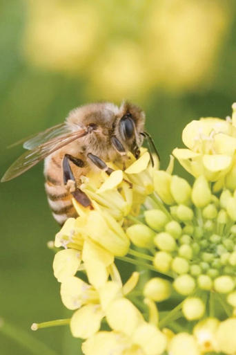 Uncovering Animal Minds